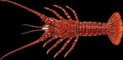 Spiny (red) rock lobster