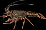 Packhorse rock lobster